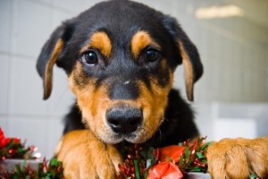 dog for life